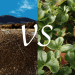 Tumbleweeds vs Strawberry Plants